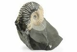 Beautiful Ammonite (Deshayesites) Fossil #243277-1